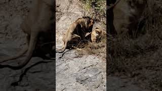 Masai Mara Kenya Lions mate [upl. by Aisek]