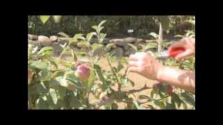 Pruning an espalier apple [upl. by Domenech916]