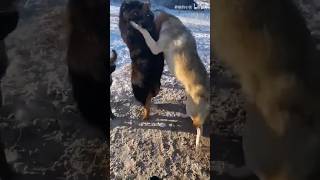 tibetan mastiff vs 3 wolfs fight 🔥animals wildlife shortsfeed shortsvideo viralvideo [upl. by Jolynn]