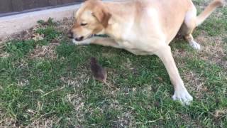 Yellow Lab vs Texas Pocket Gopher [upl. by Wilscam687]