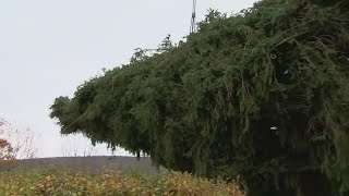 Rockefeller xmas tree on its way to New York City [upl. by Byram668]