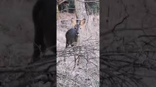 Chevrette qui viens a ma rencontre short shortvideo nature animaux wildlife wildanimals [upl. by Moureaux292]