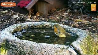 Wild Animal amp Bird Feeder  Bird Bath Cam Recke Germany October 30 2022 [upl. by Suolevram470]