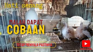 CEK INDUKAN KELINCI LAHIRAN BANYAK ANAK MALAH DAPAT INI [upl. by Debra]