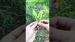 Made dog by grass travel shortsfeed shortsvideo shortvideo shorts shortvideo short song diy [upl. by Adigun]