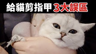 給貓剪指甲剪到合理長度就夠了嗎？90的鏟屎官可能都做錯了！ How to Cut Cats Nails [upl. by Paquito]