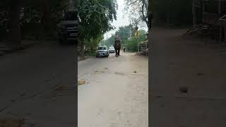 Jungle Safari shortvideo funnyvideo funny comedy [upl. by Lingwood]