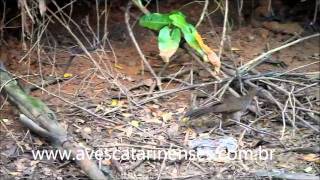 Aracuã Ortalis guttata Speckled Chachalaca MVI8254 [upl. by Llertnod683]