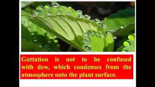 Guttation in Plants Difference between transpiration and guttation Botany video lecture [upl. by Haney276]