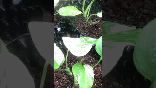 Timelapse  몬스테라 알보 타임랩스  Monstera Albo Care Grow Propagate Leaf Growth  2023100120231031 [upl. by Nroht]