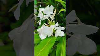 Kalyanasougandhikam Hedychium coronarium the white garlandlily white ginger lilyFlower Power 🤍 [upl. by Barnaba]