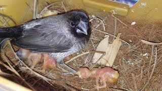 How to foster using society finches [upl. by Olimreh]