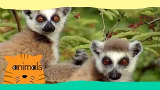 Be The Creature  Expedition Lemurs Full Episode [upl. by Fredela367]