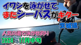 茨城県 イワシを泳がせたらまたシーバスがキター 11月中旬 2024 人気の港で泳がせ釣り [upl. by Novyak]