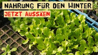 Jetzt noch selber aussäen  Salat und Gemüse im Winter anbauen  Asiasalate Postelein Aussaat [upl. by Ellertal777]