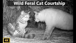 Wild Feral Cat Mating Courtship Documentary [upl. by Nosyla]