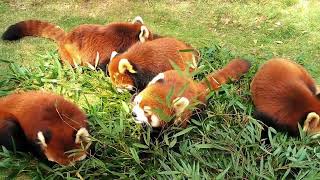 WOW adorable red panda🍼🍼🍼 amsr foryou ailurusfulgens redpanda fpy zoo cute [upl. by Jude]