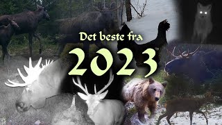 Viltkamera  Det beste fra 2023 Sesongen [upl. by Dittman]