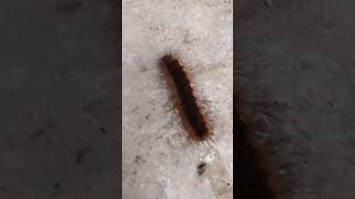 mopane worm fast movement [upl. by Goulette123]