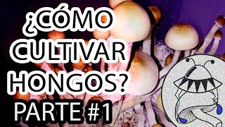 🍄 CULTIVO DE HONGOS ALUCINÓGENOS 1 [upl. by Kissel]