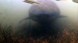 Australian Native Fish  Wild Queensland Lungfish Neoceratodus forsteri [upl. by Raskind167]