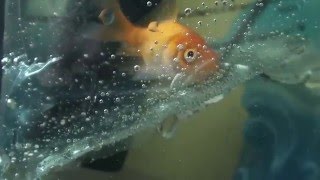 Looking after goldfish  Instructional Videos [upl. by Zenitram]