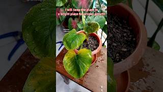 Saving A Dying Homalomena Plant  Homalomena Plant Care [upl. by Bobker]