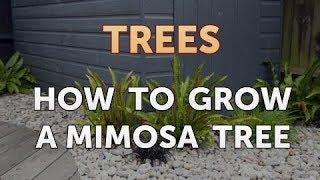 How to Grow a Mimosa Tree [upl. by Vitek]