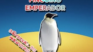 Pingüino emperador El guerrero del la Antártida Animales del Mundo Resubido [upl. by Jael]