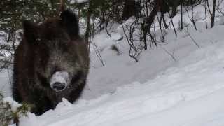 Young boars in the winter [upl. by Dennis139]