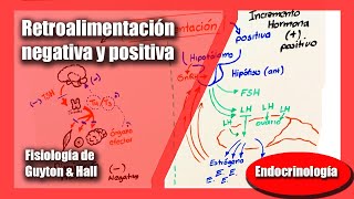 Retroalimentación negativa y positiva  Fisiología de Guyton amp Hall Andrés Samaniego [upl. by Eimaj]