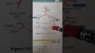 Krebs cycle For NEET and Life science [upl. by Minardi486]