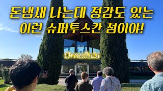 이탈리아 와인 성지 볼게리 오르넬라이아 와이너리 투어⭐️ Ornellaia Winery Tour in Bolgheri Super Tuscan Wine tuscanywine [upl. by Analah978]