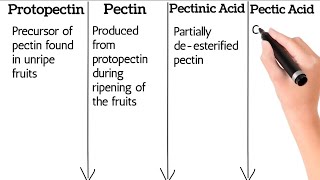 Pectic Substances and its Types difference between Protopectin pectin Pectinic Acid Pectic Acid [upl. by Garreth]