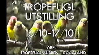 Tropefulggel utstilling  Tropeuglkubben Rogaland [upl. by Letisha]