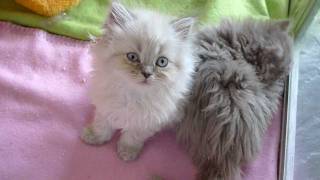 Fair and Square  Selkirk Rex kittens 8 weeks oldavi [upl. by Wilek662]