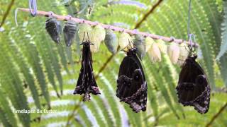 Hatching of Blue Morpho butterflies Morpho peleides in HD [upl. by Fotzsyzrk]