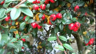 Cotoneaster oder Felsenmispel im Herbst [upl. by Eiddam]