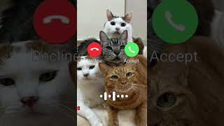 Cat 😺 Love calling mi sounds effects babygirl lovestatus ringtone trending romanticringtone [upl. by Hube150]