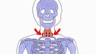 How the Body Works  The 4 Parathyroid Glands [upl. by Eimile]