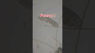 I found a planaria or flatworm  fishtank aquarium microfauna [upl. by Cleres]