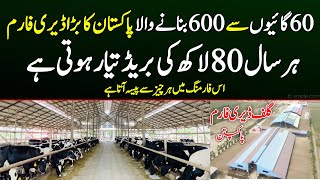 Biggest Dairy Farm of Pakpattan 600 cows 3 shed [upl. by Attenov]