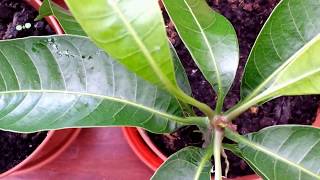 Mango Tree Seedlings  several weeks old [upl. by Grath]