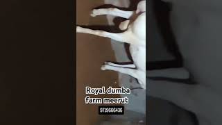 Royal dumba farm meerut goat 10kviews dumba animals youtubeindia shortvideo [upl. by Atisor374]