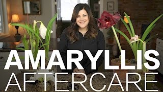 Amaryllis Done Blooming Heres What to Do  Garden Answer [upl. by Magner]