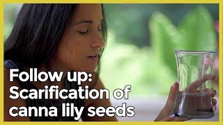 Journal 3 Follow up Scarification of canna lily seeds [upl. by Shell]