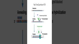 PCR vs REAL TIME PCR [upl. by Starks59]