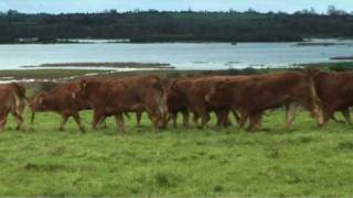 Irish Limousin Cattle Society [upl. by Lashonde]