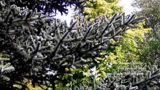 Abies pinsapo Glauca Blue Spanish Fir [upl. by Aicac530]