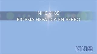 NHC 4189 BIOPSIA HEPATICA EN PERRO [upl. by Tirreg]